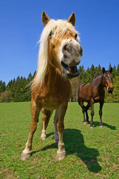 Cavalo, pônei — Fotografia de Stock