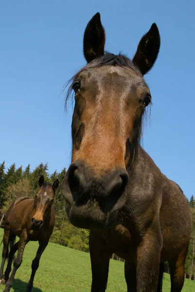Ritratto di cavallo bruno — Foto Stock
