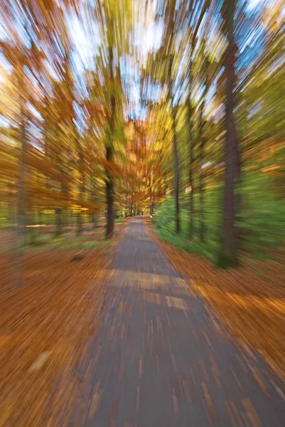 Blured path in forest — Stock Photo, Image