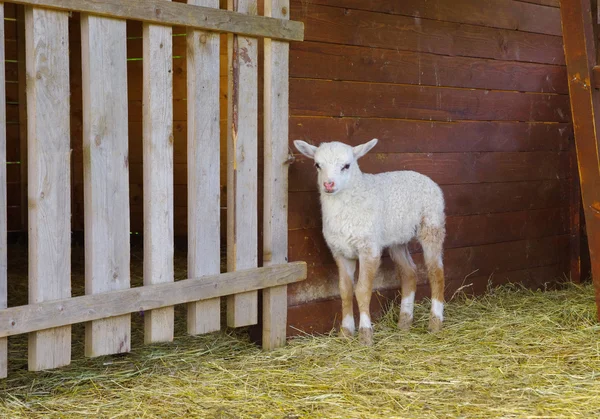 Small white lamb — Stock Photo, Image