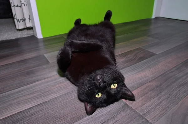 Lustige Katze auf dem Rücken liegend — Stockfoto