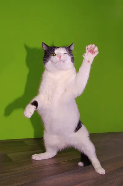 Смешная танцующая кошка — стоковое фото