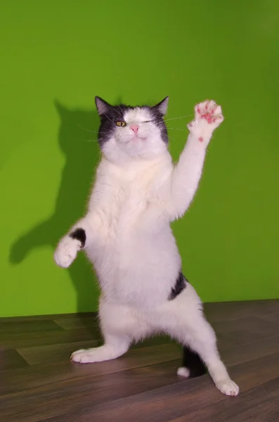 komik dans eden kedi
