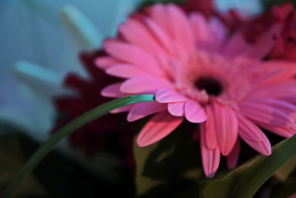 gerbera çiçek