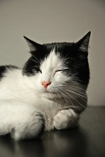 Retrato de gato — Fotografia de Stock