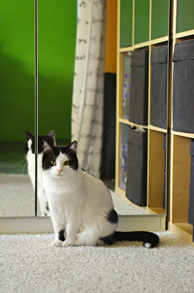 kedi evde aynanın önünde oturur