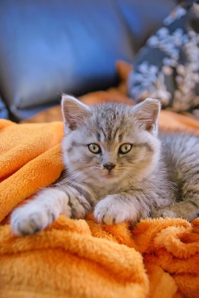 Little kitty lying on the couch — Stock Photo, Image