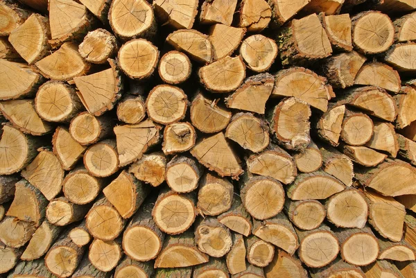 Wood logs pattern — Stock Photo, Image
