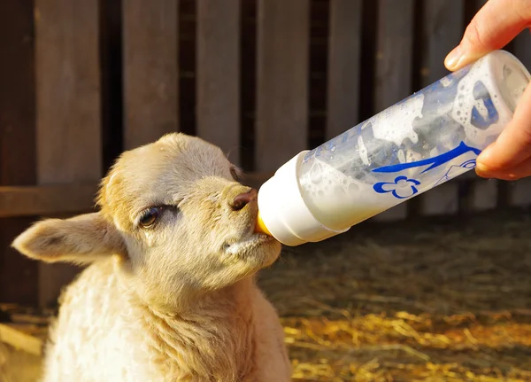 Lam voeding van fles — Stockfoto