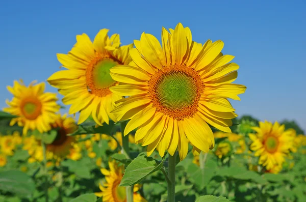 Zonnebloem veld — Stockfoto