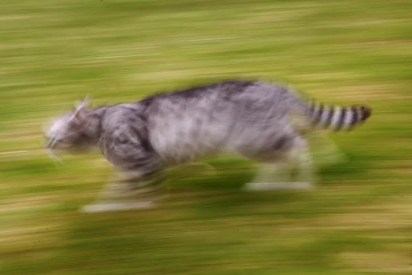 Abstract kat in run — Stockfoto