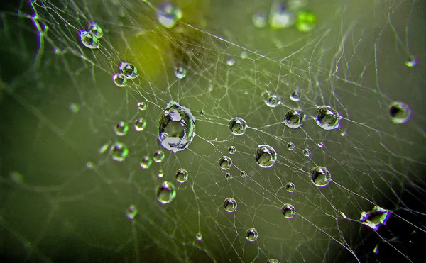 Vattendroppar på ett spindelnät — Stockfoto