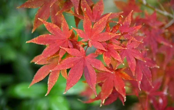 Autumn maple leaves — Stock Photo, Image