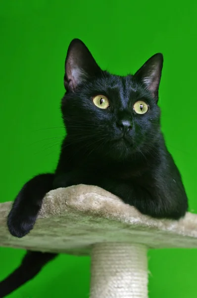 Zwarte kat op de krassende post — Stockfoto