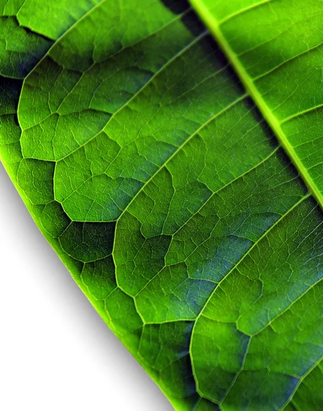 Leaf structure — Stock Photo, Image
