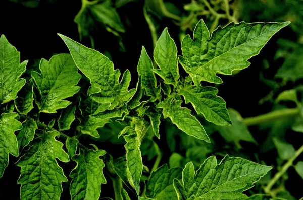 Tomatblad — Stockfoto