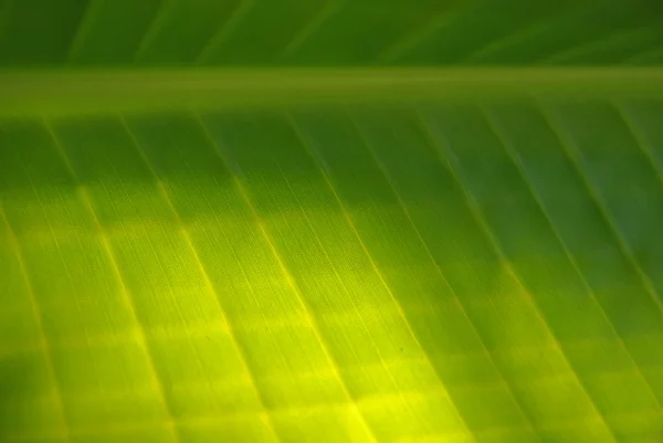 Palm leaf texture — Stock Photo, Image