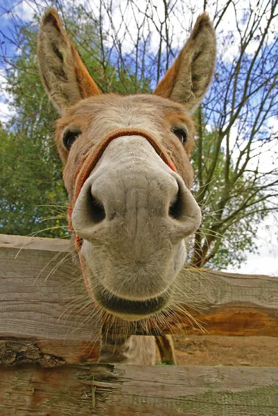 Retrato de burro engraçado — Fotografia de Stock