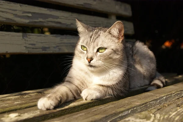 Katze liegt auf der Gartenbank — Stockfoto