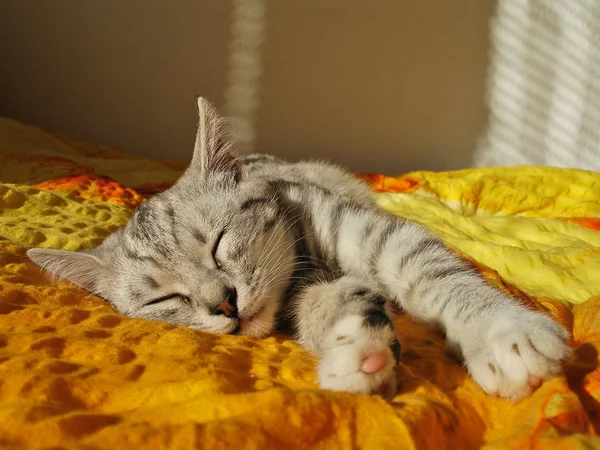 Gato dormido — Foto de Stock