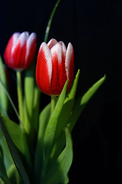 Pink tulips on black background — Stock Photo, Image
