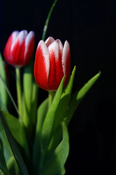 Tulipas rosa no fundo preto — Fotografia de Stock