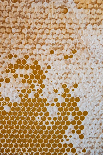 Bal Dolu Bir Arı Kovanından Bal Peteği Arıcılık Konsepti — Stok fotoğraf