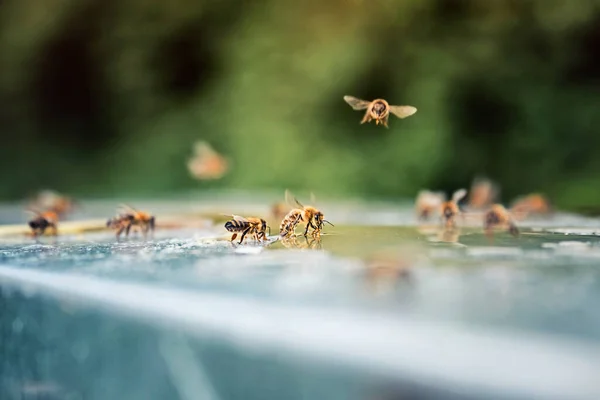 Biodling Flygande Bin Spillde Honung Makrofotografi Bin — Stockfoto