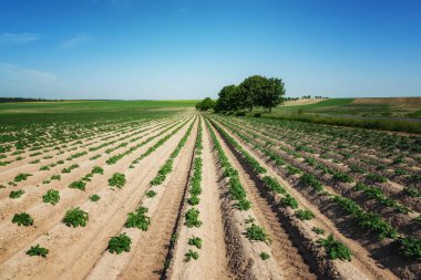 Tarım tarlaları. Tarlayı sürüyorum. Kırsal alan. Büyüyen kavram. 