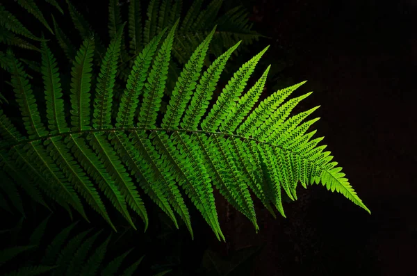 Close Green Fern Leaf New Zealand Symbol — Stock Photo, Image