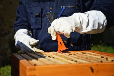Arı yetiştiricisinin ellerini kapat. Bal tarağını ahşap çerçevede toplamak için arıcılık aracı kullanıyor..