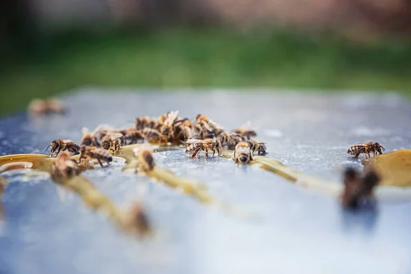 Beekeeping Flying Bees Spilled Honey Macro Photography Bees — Stock Photo, Image