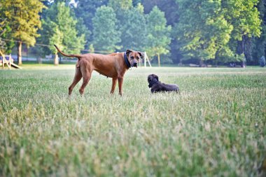 Parktaki iki köpeğin portresi. Köpekler dışarıda oynuyor. Köpek arkadaşlar.. 