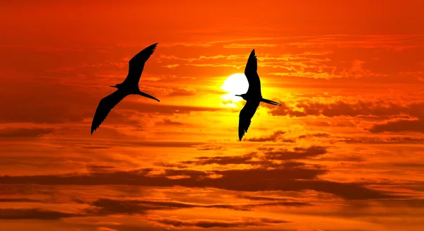 Uma Silhueta Pássaro Está Voando Além Sol Branco Brilhante Com — Fotografia de Stock