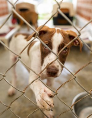 Bir barınak köpeği, pençesiyle etrafını saran çitlere dikey görüntü şeklinde bakıyor.