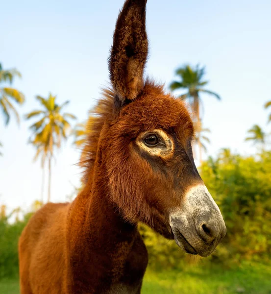 Egy Aranyos Baba Szamár Hosszú Fülek Függőleges Kép Formátumban — Stock Fotó