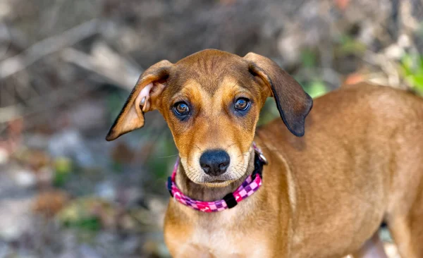 Beau Chiot Brun Est Extérieur Dans Cadre Naturel — Photo