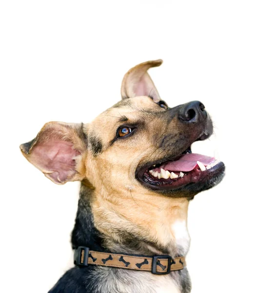 Щасливий Собака Виглядає Схвильованим Ізольованим Білому Тлі Вертикальному Форматі Зображення — стокове фото