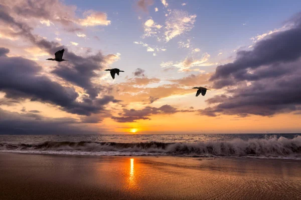 Three Birds Are Flying Against A Beautiful Colorful Ocean Sunset As A Wave Crashes On The Sandy Shore