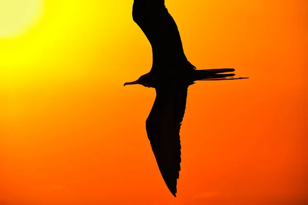 Uma Única Silhueta Pássaro Voando Com Asas Espalhadas Uma Ilustração — Fotografia de Stock