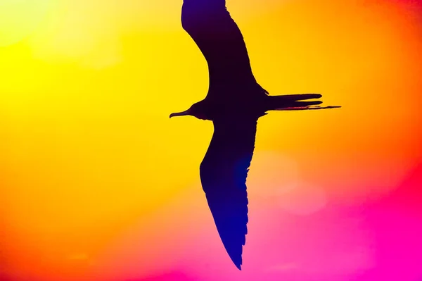 Single Bird Silhouette Flying Wings Spread Abstract Painting Style Illustration — Stock Photo, Image