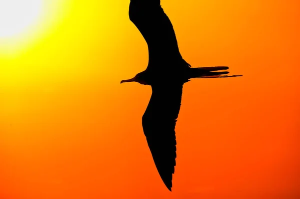 翼を広げた一羽の鳥シルエットが抽象絵画風のイラストで広がる — ストック写真