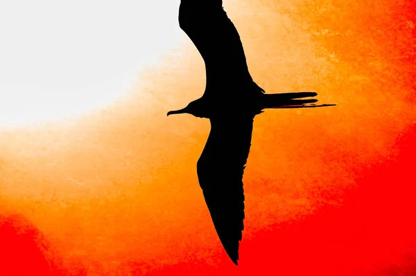 Single Bird Silhouette Flying Wings Spread Abstract Painting Style Illustration — Fotografia de Stock