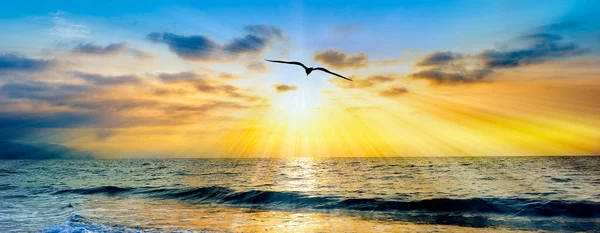 Single Bird Silhouette Flying Ocean Sunset Sky Sun Rays Emanating — Stock fotografie