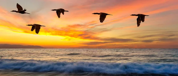 Group Birds Flying Silhouetted Colorful Sunset Sky Banner Format — Stock Photo, Image