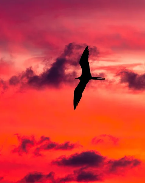 Bir Kuşun Silueti Kanatlarıyla Uçuyor Renkli Gün Batımına Karşı Dikey — Stok fotoğraf