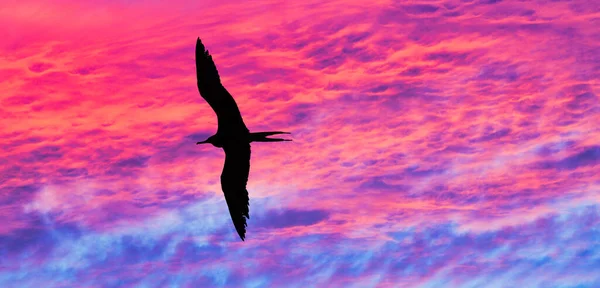 A Silhouette Of A Bird Is Flying Past The Colorful Sunset Cloudscape With Wings Fully Spread In Flight