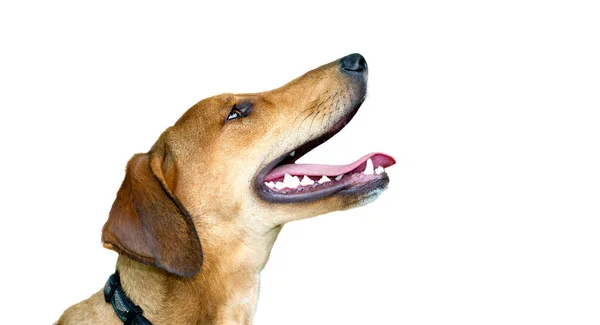 Perfil Perro Feliz Emocionado Está Aislado Sobre Fondo Blanco — Foto de Stock