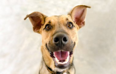 Mutlu bir köpek yüzünde kocaman bir gülümsemeyle çok heyecanlı görünüyor.