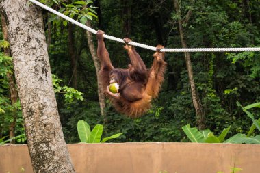 Bir orangutan ipe tırmanıyor ve ağzında hindistan cevizi tutuyor..